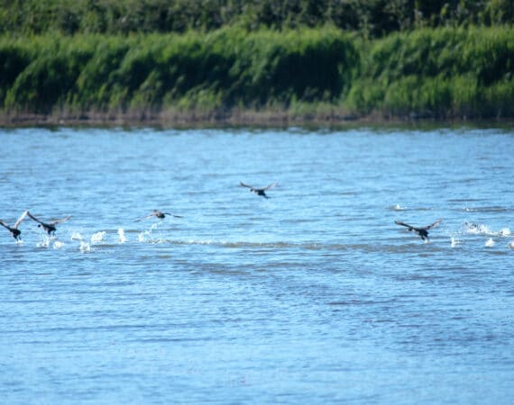 reserve naturelle régionale